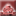 Lake of Flowers FavIcon