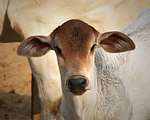 Cows
