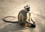 Monkeys