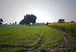 Fields