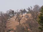 The main hill