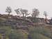 Previous image