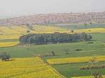Varshana