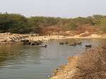 Buffaloes